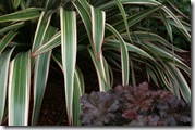 Phormium 'Tricolor' with Heuchera 'Crimson Curls'