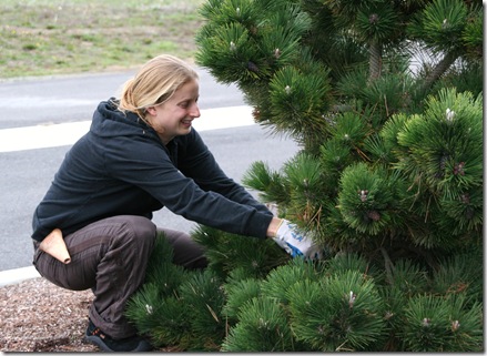 Pruning a Thunderhead Pine