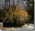 Stipa arundinacea - New Zealand Wind Grass