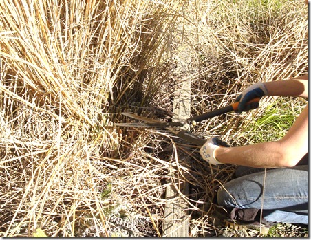 Trimming Miscanthus Grass in January