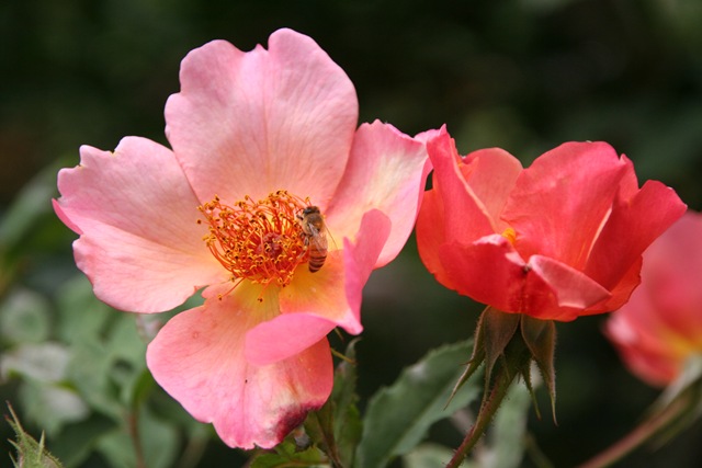 Disease-Resistant Roses for the Pacific Northwest