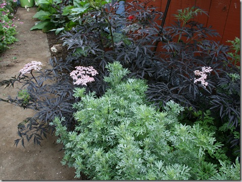 Black Elderberry (ornamental, not berrying) with Absinthe plant (Artemisia)