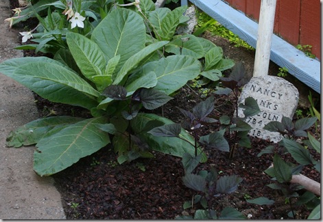 Cocoa hulls used as mulch, since it's poisonous to dogs