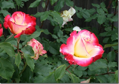 'Double Delight' Rose