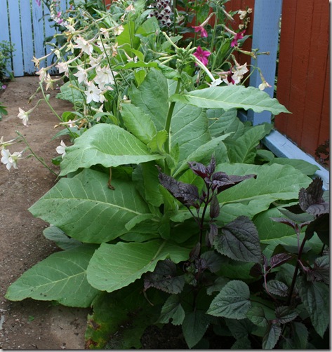 The wickedest plant in the world, Tobacco