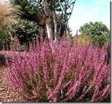 Calluna vulgaris 'Roswitha' Bud Bloomer Sept-Dec Pink