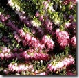 'Ghost Hills' Erica darleyensis Nov-May, Pink, Cream tips
