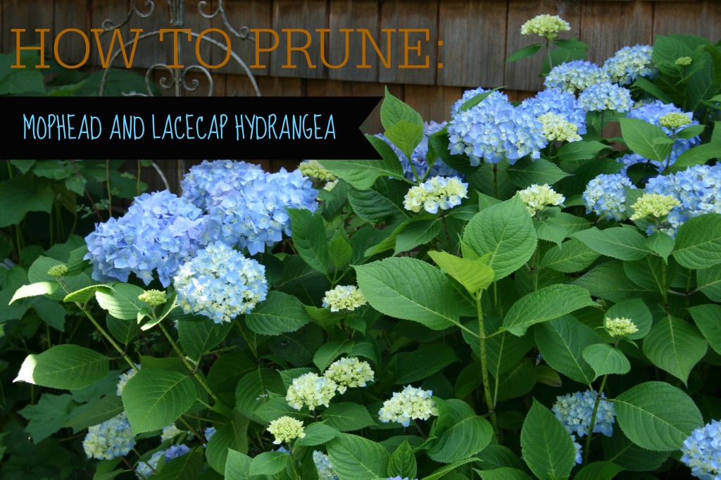 HOW TO PRUNE HYDRANGEA