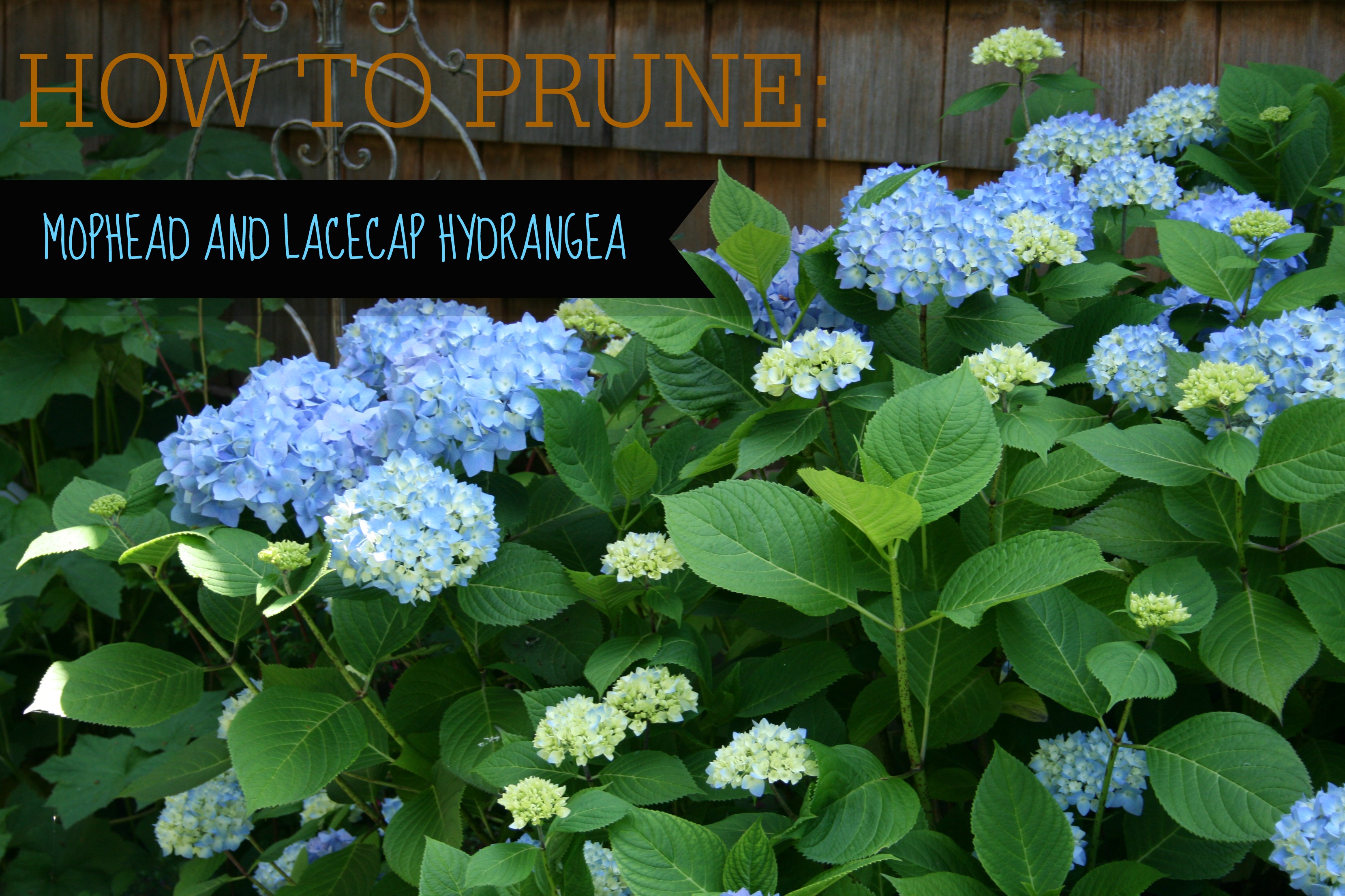 How to Prune Hydrangeas (Video Tutorial)