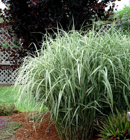 How to prune a flopping grass in summer