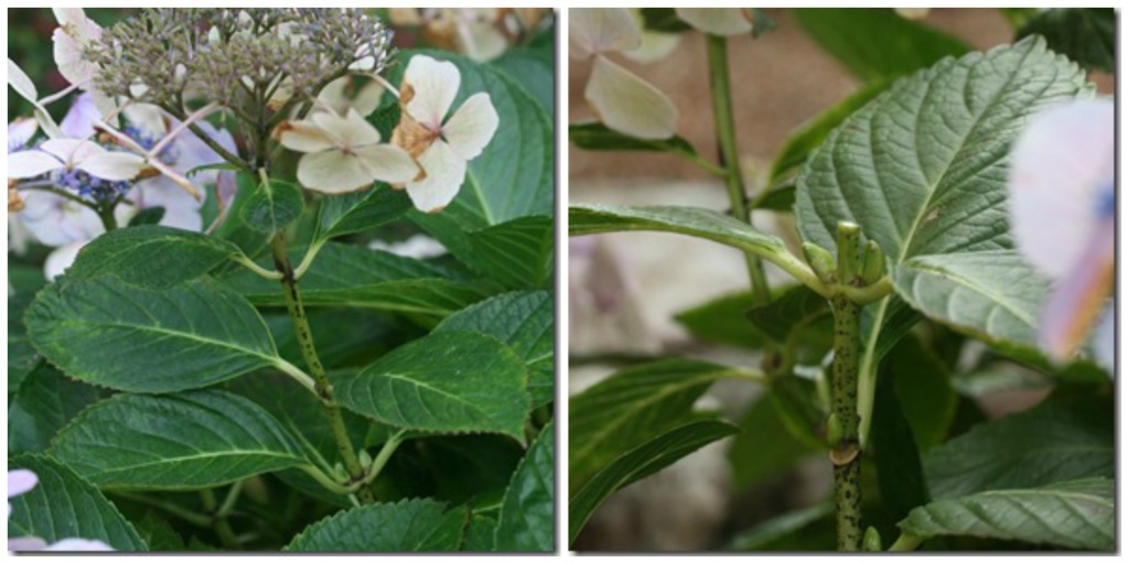 WHERE TO DEADHEAD HYDRANGEA