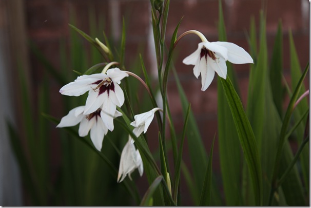 Acidanthera