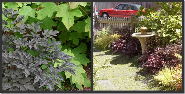 Brunette Snakeroot, Plum Pudding Heuchera, Loropetalum