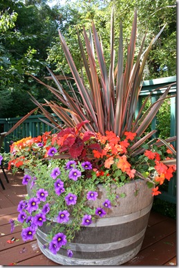 Halloween container idea - Phormium, Impatiens, etc.