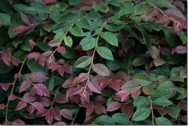 Loropetalum 'Razzleberri'