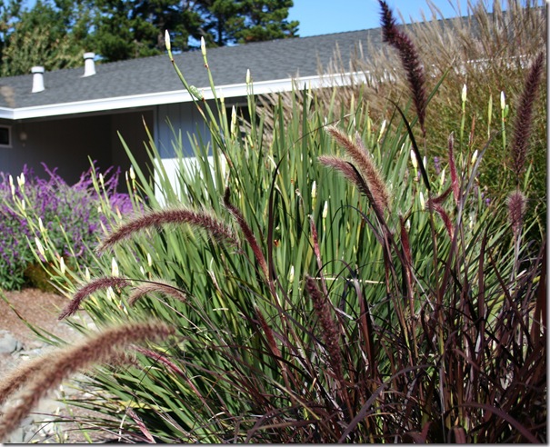 Pennisetum 'Rubrum'