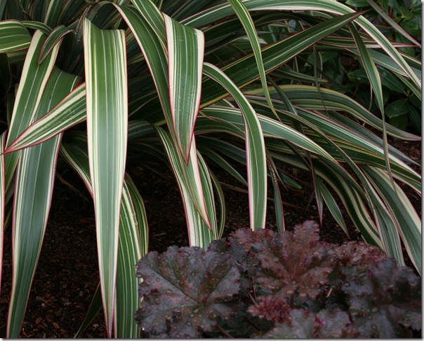 Phormium 'Tricolor' with Heuchera 'Crimson Curls' (2)