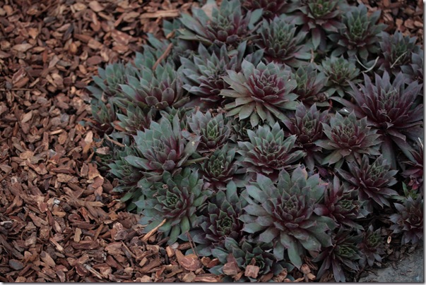 Purple succulent