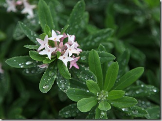 Daphne's a good choice for fall planting