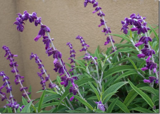 Frost-tender Salvia leucantha