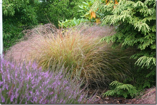 Heathers, ornamental grasses, and conifers are great fall-planting choices