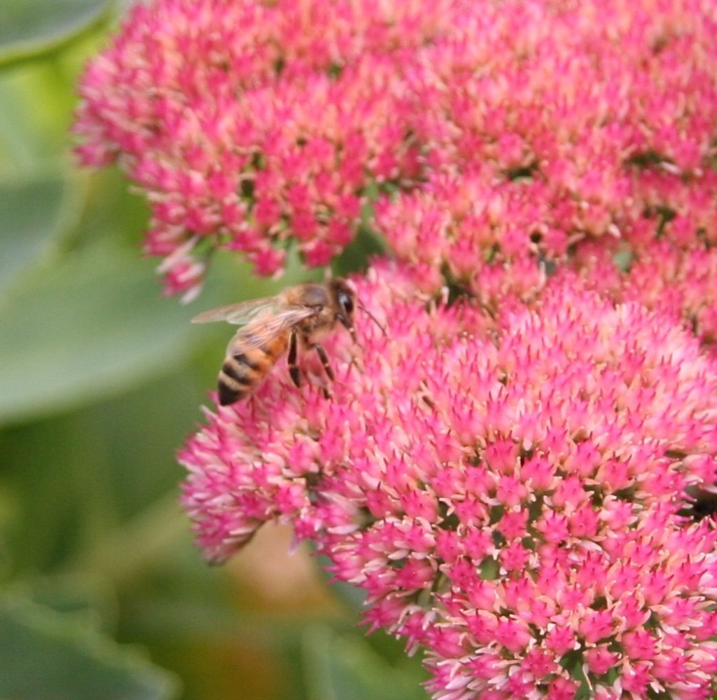 How to prune Sedum 'Autumn Joy'