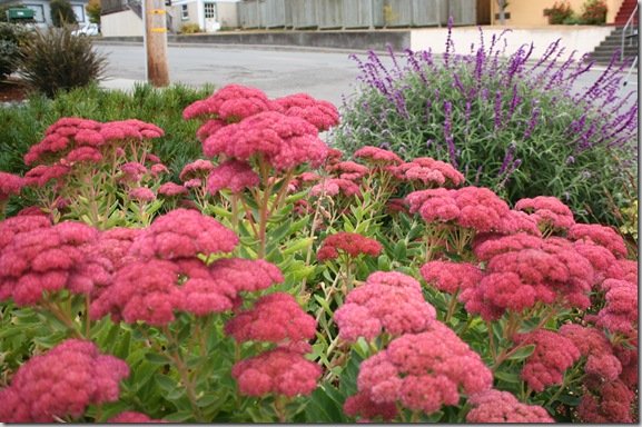 Sedum Autumn Joy