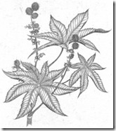 Castor Bean Etching by Briony Morrow-Cribbs from Wicked Plants