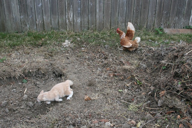 Backyard Chickens - Five Reasons You MUST Try Them, and Two Reasons Why Not