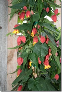 Abutilon megapotamicum