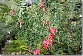 Clianthis puniceus 'Pink Flamingo'