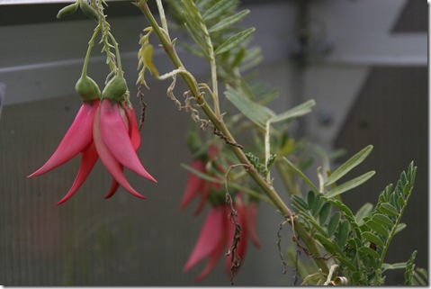 Clianthus puniceus salmon form