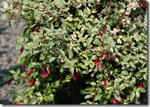 Fuchsia thymifolia 'Lottie Hobbie'