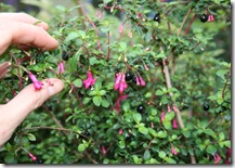 Fuchsia thymifolia close up