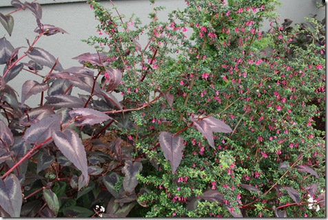 Fuchsia thymifolia with Persicaria 'Red Dragon'