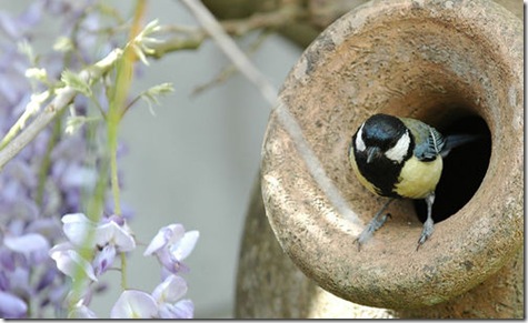 Great Tit near Wisteria Plant Photo by frielp on Flickr via CC Attribution license