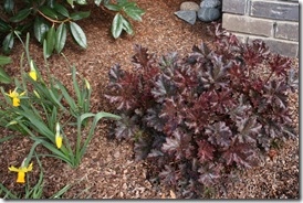 Heuchera 'Crimson Curls' in garden