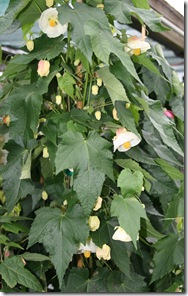White Abutilon or Flowering Maple
