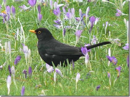 Blackbird in Crocus photo by Neil Phillips on Flickr