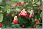 Abutilon or Flowering Maple