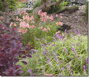 Alstroemeria used in harmony with Salvia leucantha and purple foliage