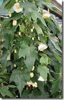 White Abutilon or Flowering Maple