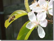 Happy honeybee on apple blossom