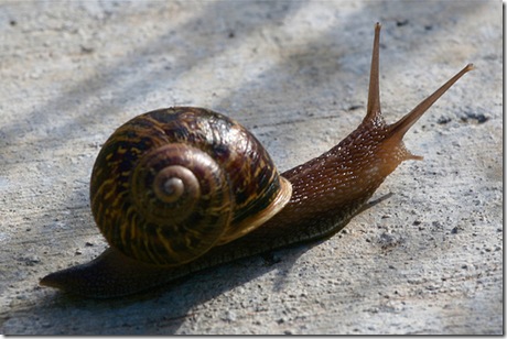 Diy Copper Fence To Keep Snails Away From Tomato Plants