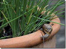 Snail avoiding Chives