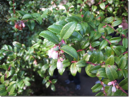 Evergreen Huckleberry photo by nautical2K on Flickr