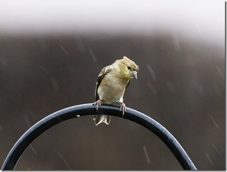Female Goldfinch photo by KevinCole on Flickr