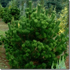 Pinus thunbergii 'Banshoho' from Singing Trees Gardens