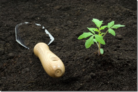 Rich soil makes for happy plants