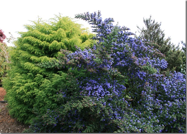 Ceanothus and Cryptomeria